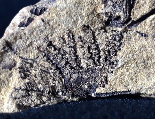 Sostronocrinus sp. (STRIMPLE & McGINNIS 1969) - Bild © FossNet FossilienStore
